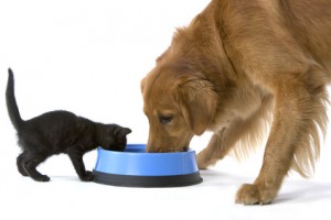Kitten and Golden Retriever dog share a bowl of food