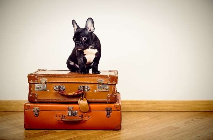 French Bulldog puppy sitting on suitcases
