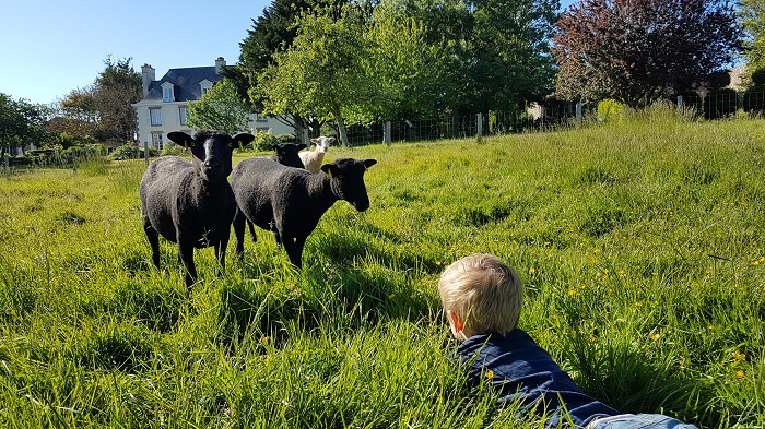 Le mouton des Landes de Bretagne