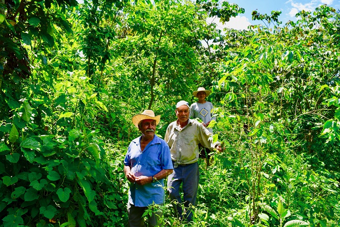 Générations de producteurs de café bio et équitable, Chiapas, Mexique