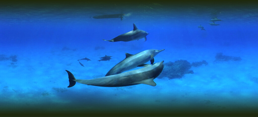 dauphin-video-360