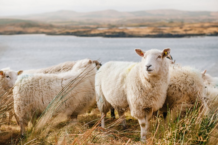 mouton Irlande