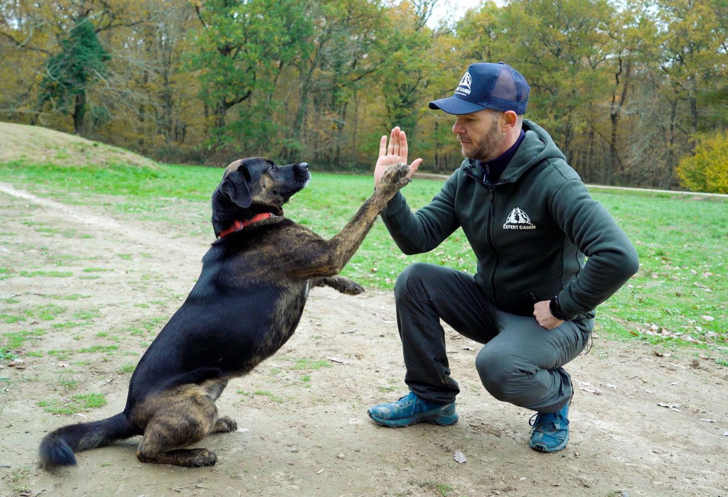 Meilleure Maman De Chien Et Papa De Tous Les Temps, Pull