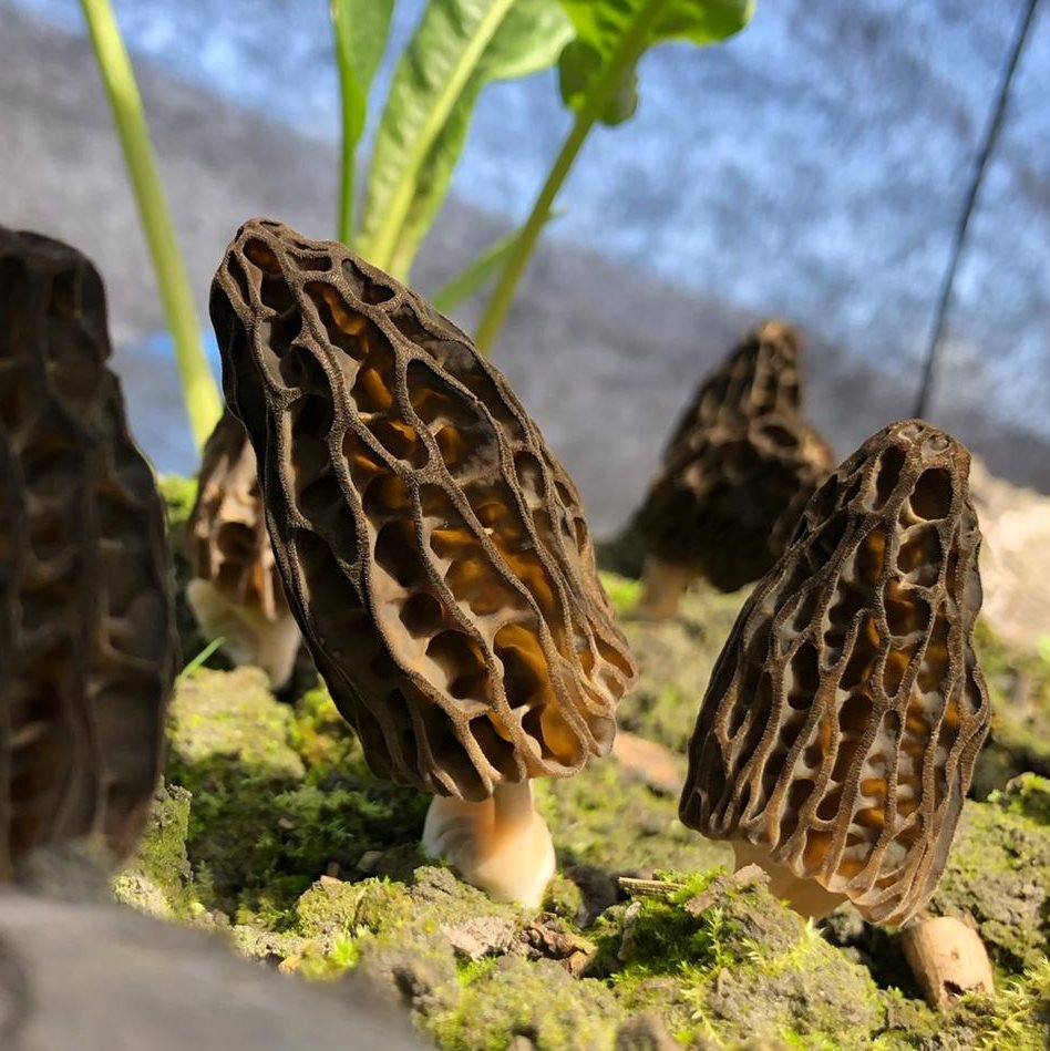 Canette avec graines de fleurs des prés à planter - Cdiscount Jardin