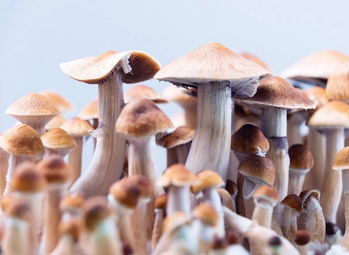magic-mushrooms-retreat