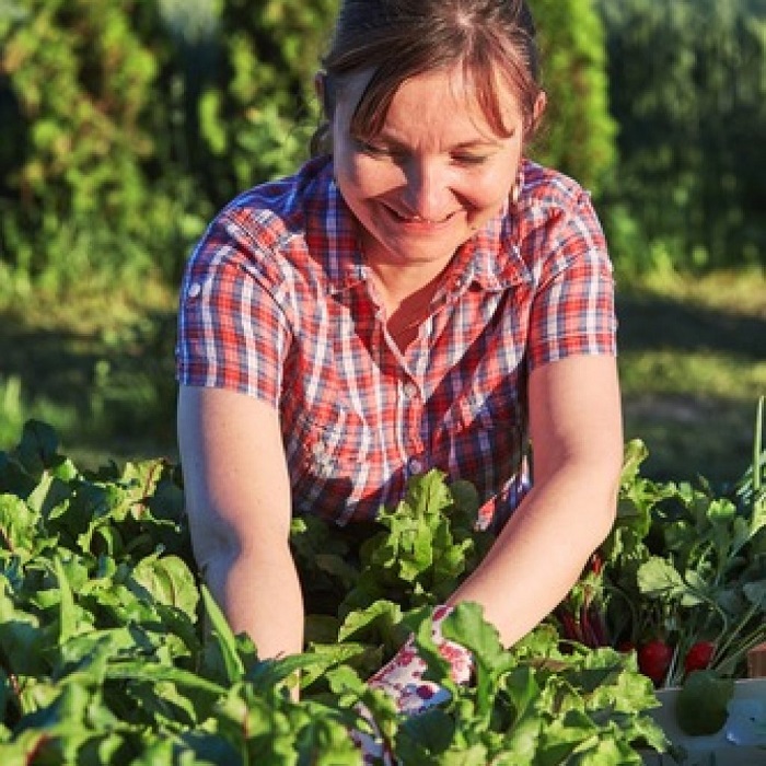 woman-working-in-a-home-vegetable-garden-picking-t-snfppwr-1024x1024