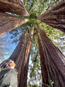 Oranga retreats et ses majestueux séquoias