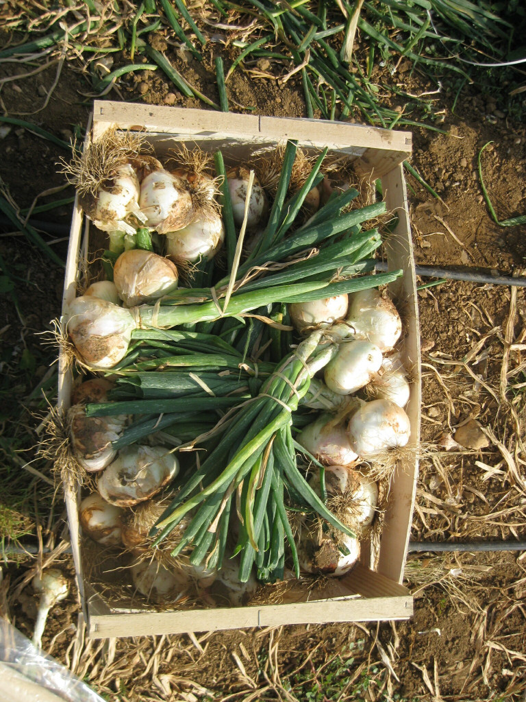 photo-cagette-cebes-rotated