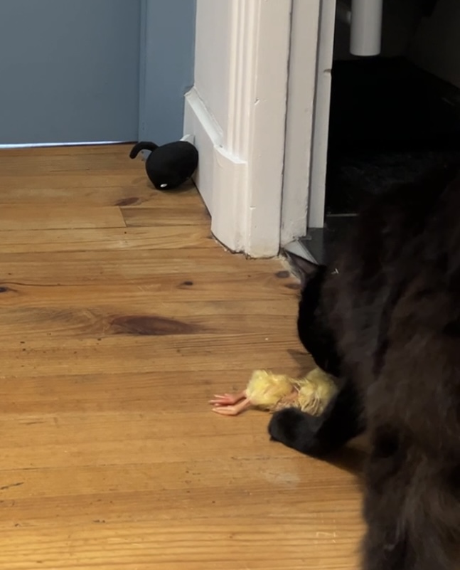 20250827130805-p6-document-stbu