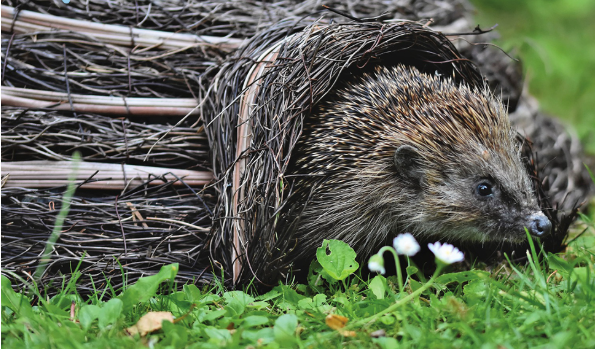 Capture d'écran 2025-10-17 110436
