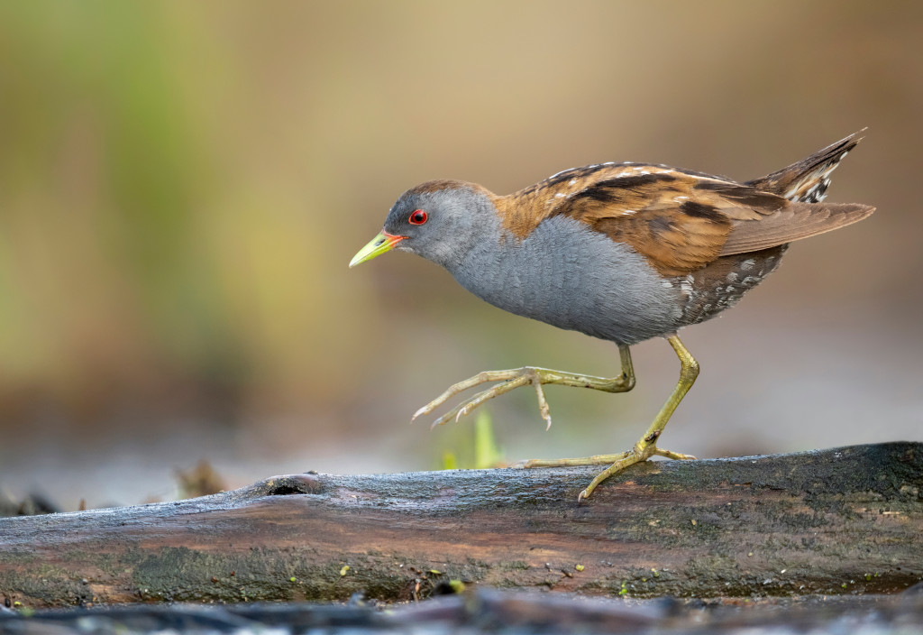 Little crake bird ( Porzana parva )