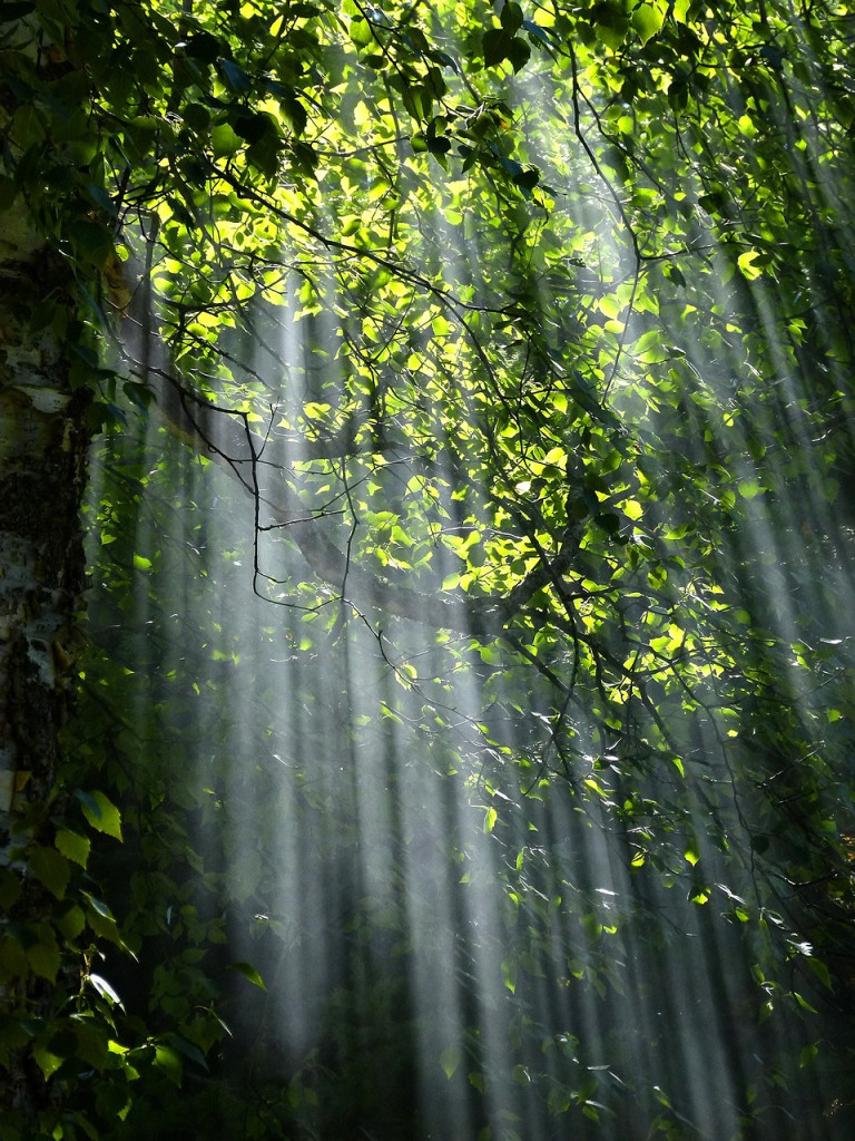 forest-trees-sunlight-56930-1-768x1024