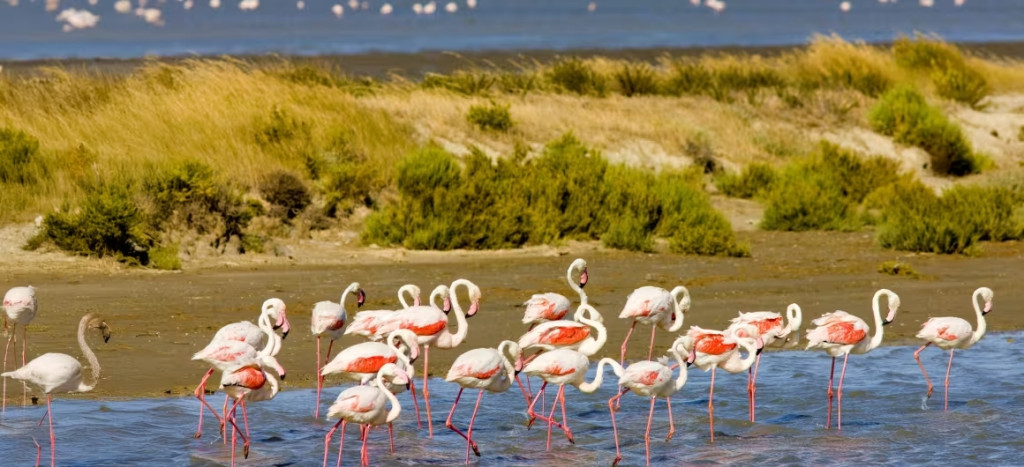 flamingos-birds-nature-water_Camargue_France_Destination_3840x1920_2025