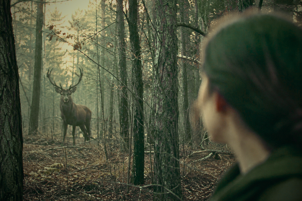 Un cerf dans la forêt