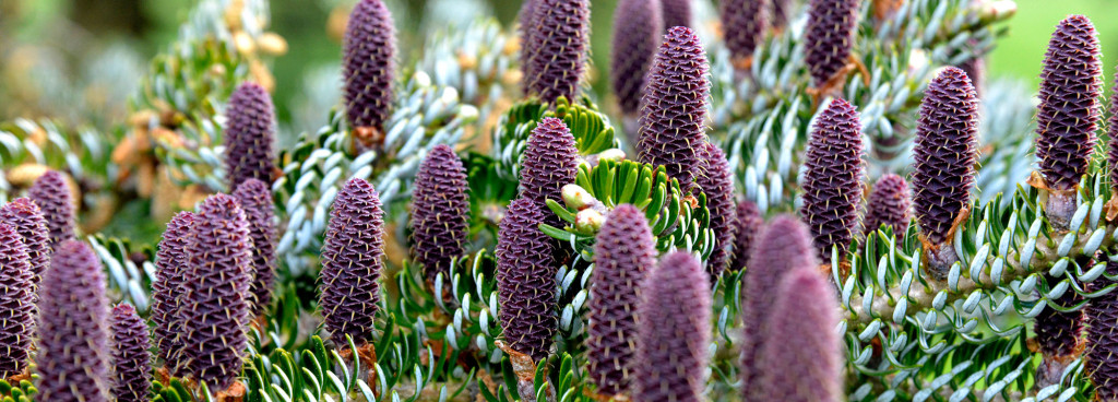 _dsc2290_picea_abies_koreana